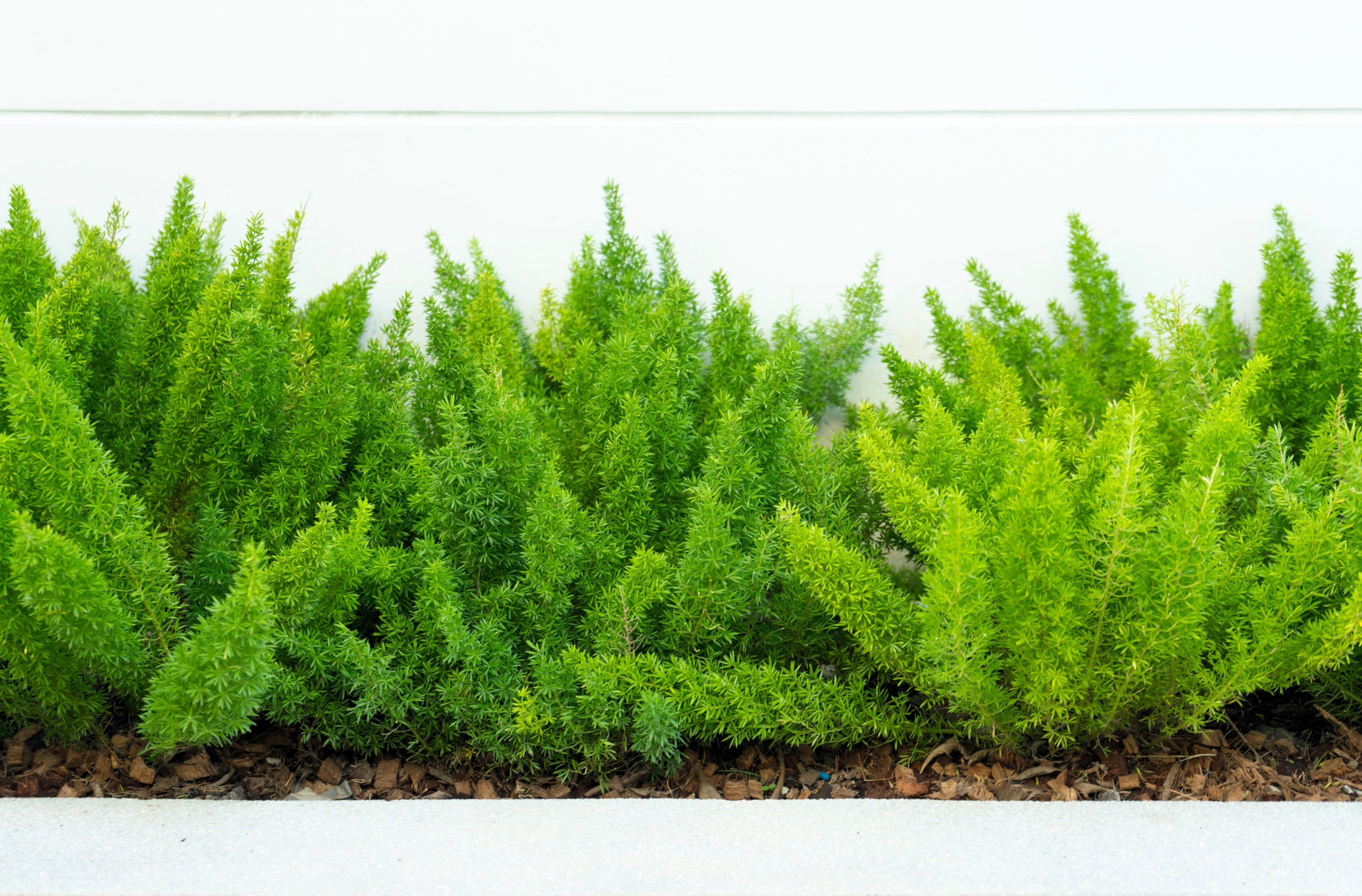 10 EMERALD ASPARAGUS FERN A. Densiflorus Mazeppa Houseplant Flower Seeds
