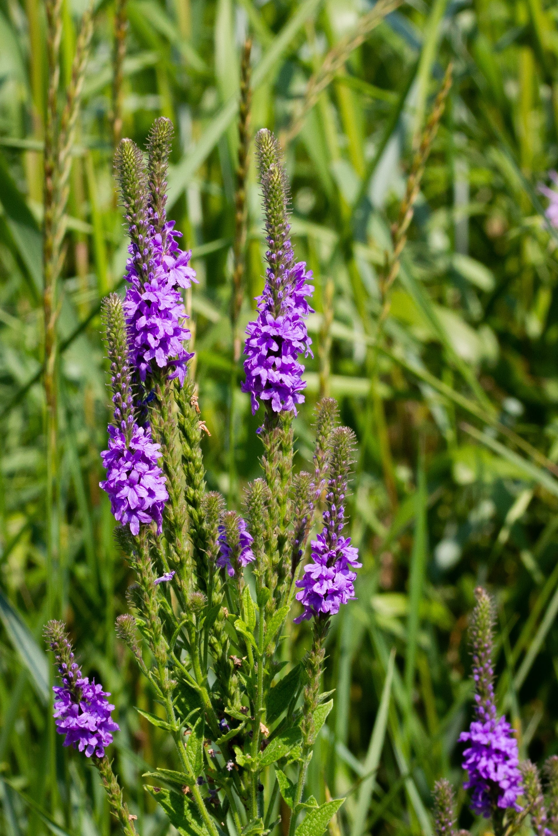 500 Purple HOARY VERVAIN Verbena Stricta Flower Seeds