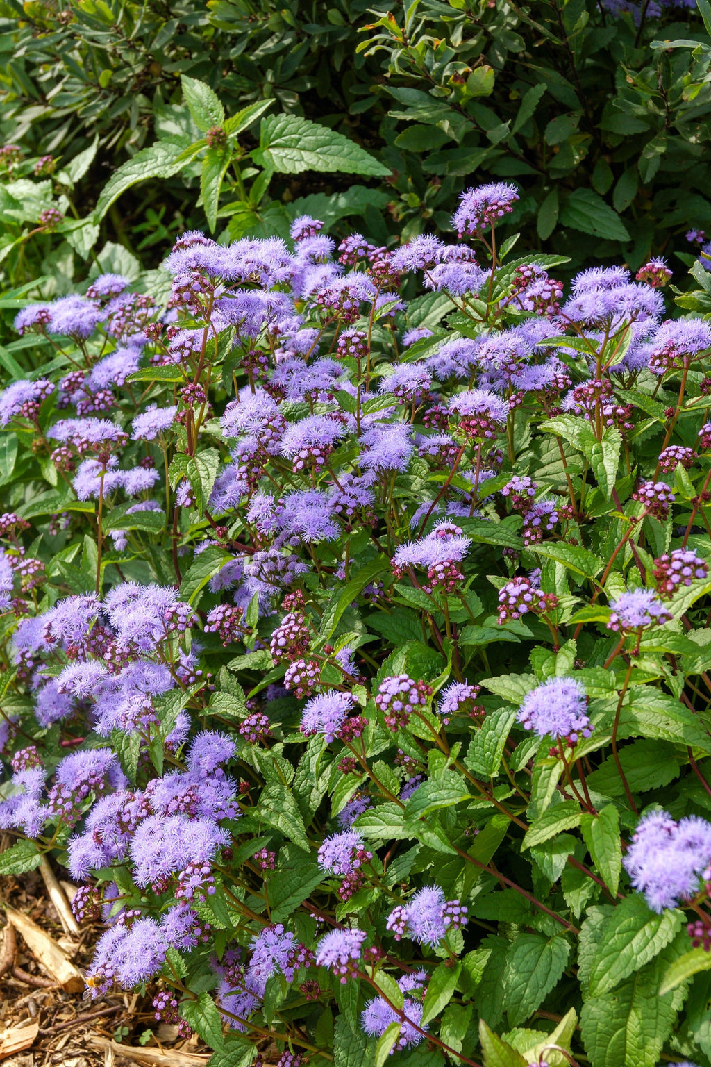50 Mixed Colors JOE PYE WEED Eupatorium Maculatum Flower Seeds
