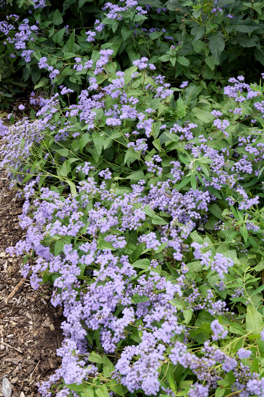 100 PURPLE MISTFLOWER (Hardy or Wild Ageratum) Eupatorium Coelestinum Blue Flower Seeds