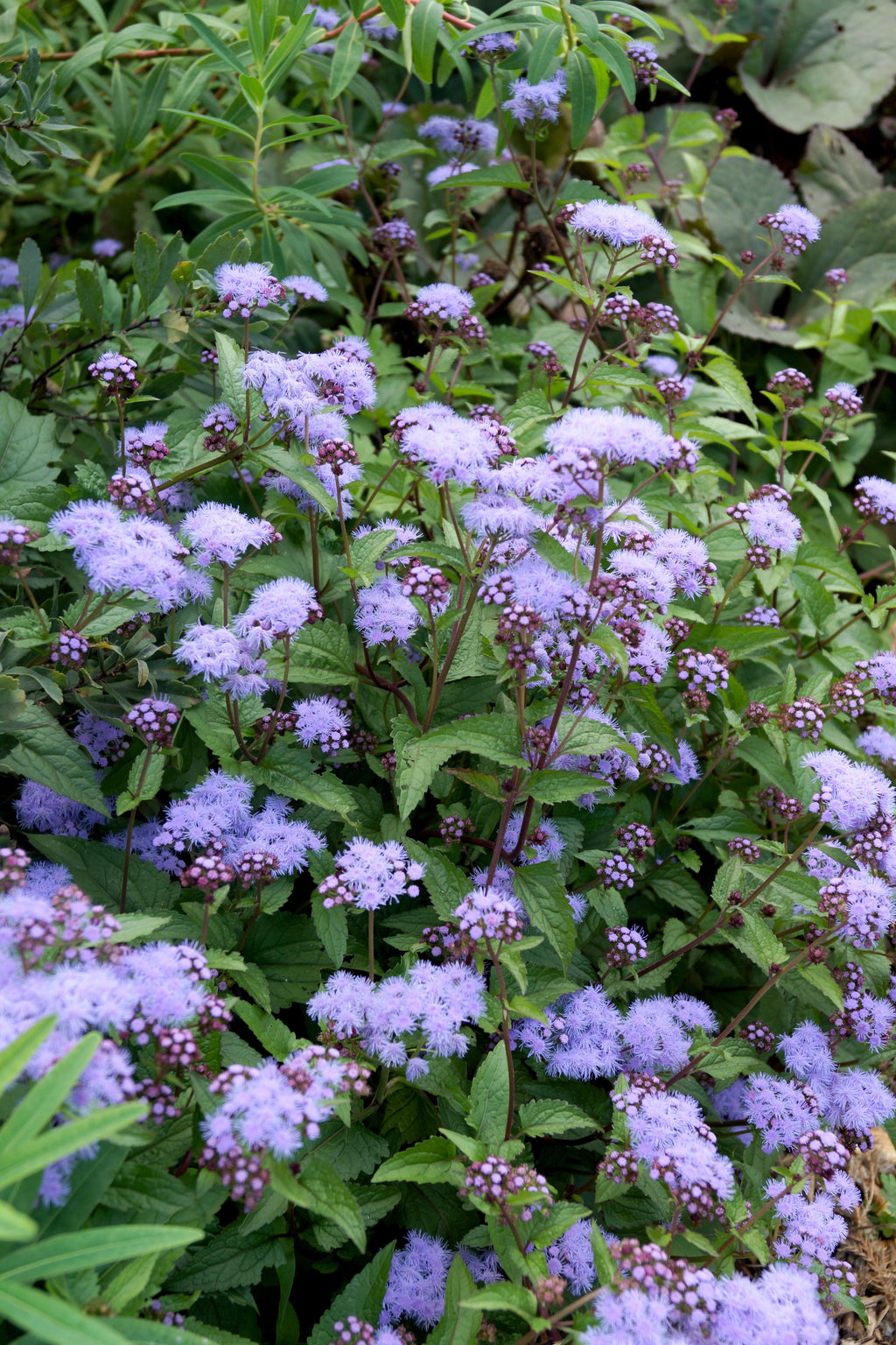 100 PURPLE MISTFLOWER (Hardy or Wild Ageratum) Eupatorium Coelestinum Blue Flower Seeds