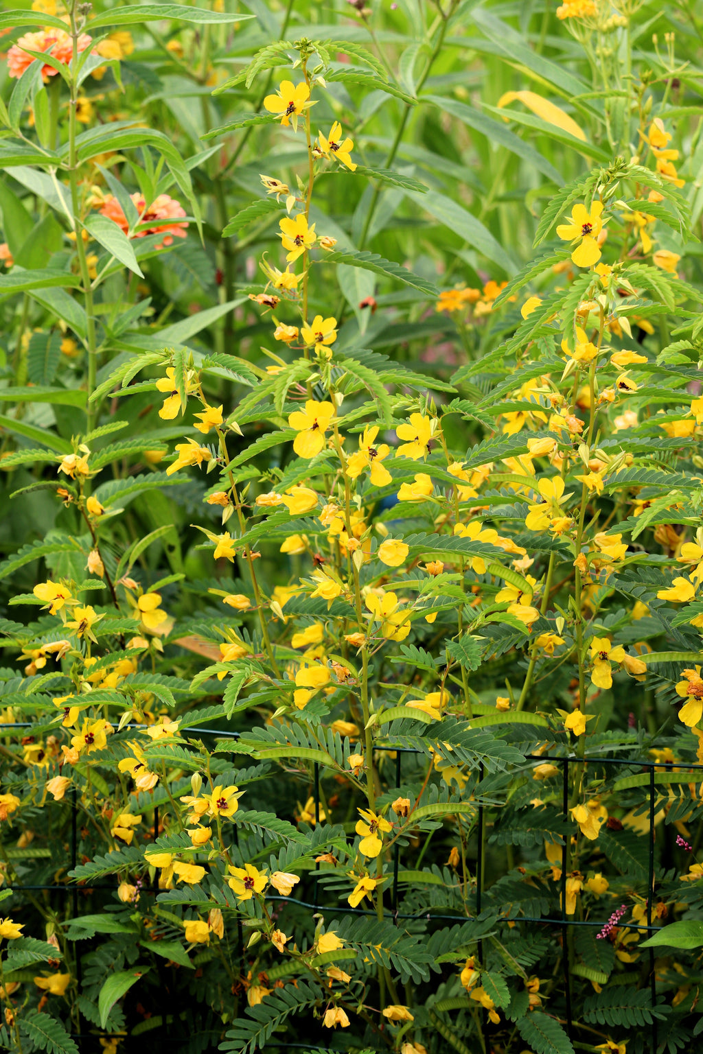 300 Yellow PARTRIDGE PEA (Sleeping Plant / Sensitive Pea) Chamaecrista Fasciculata Flower Seeds