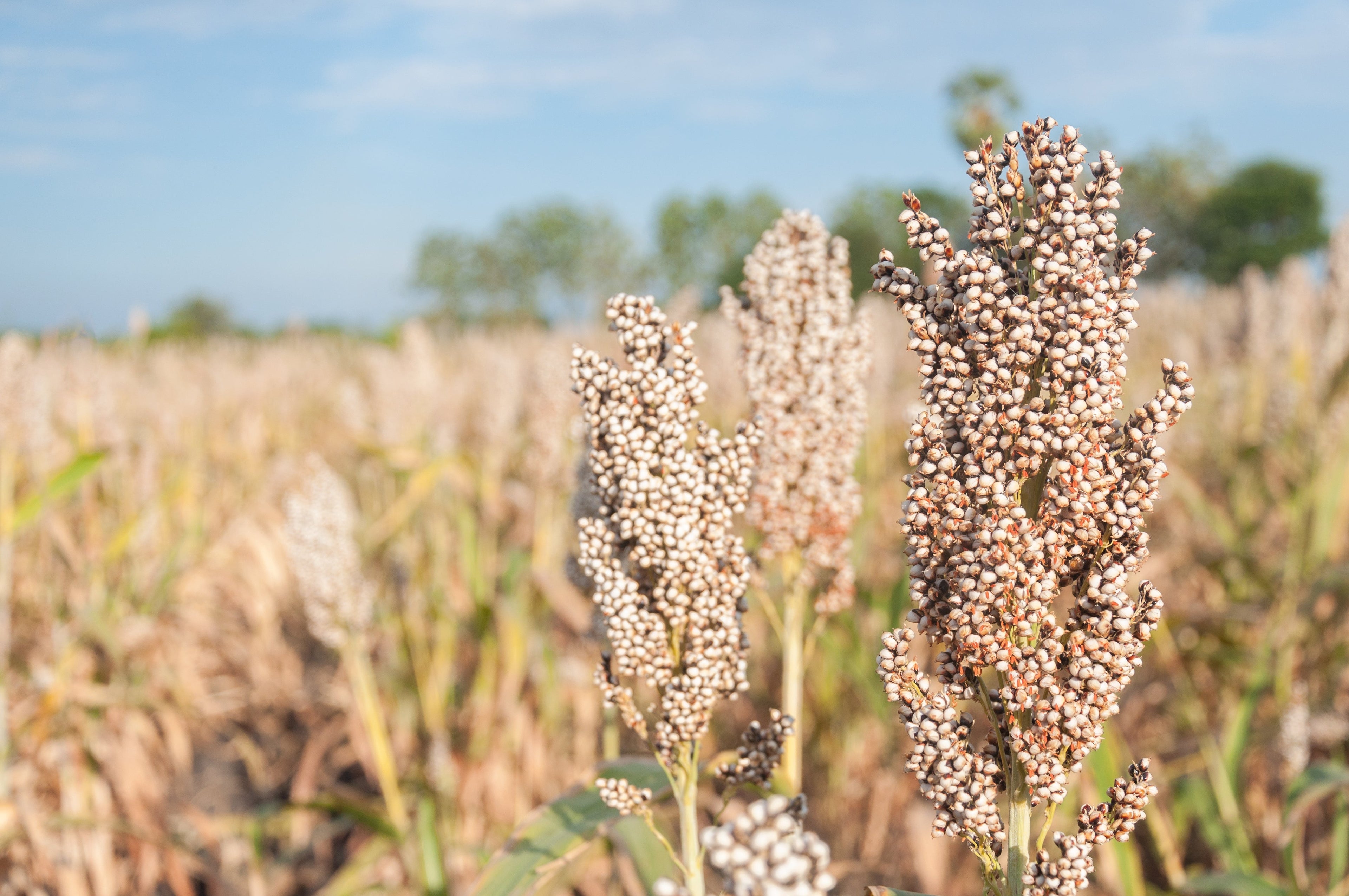 75 WHITE POPPING SORGHUM Bicolor Snack Vegetable Flour Grain Seeds