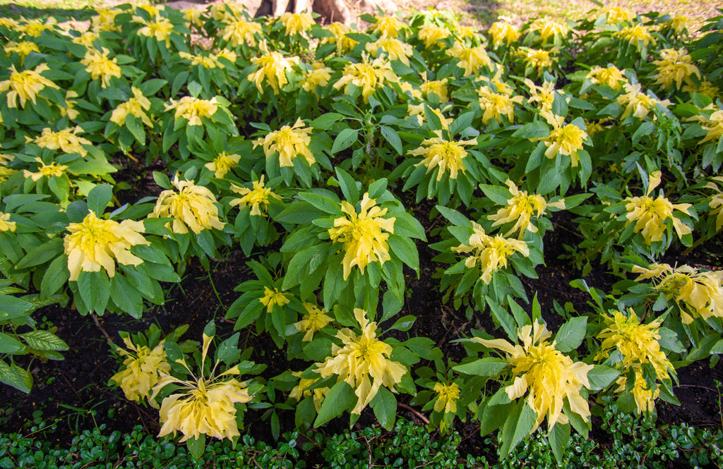 50 AURORA YELLOW AMARANTHUS Tricolor Josephs Coat Flower Seeds