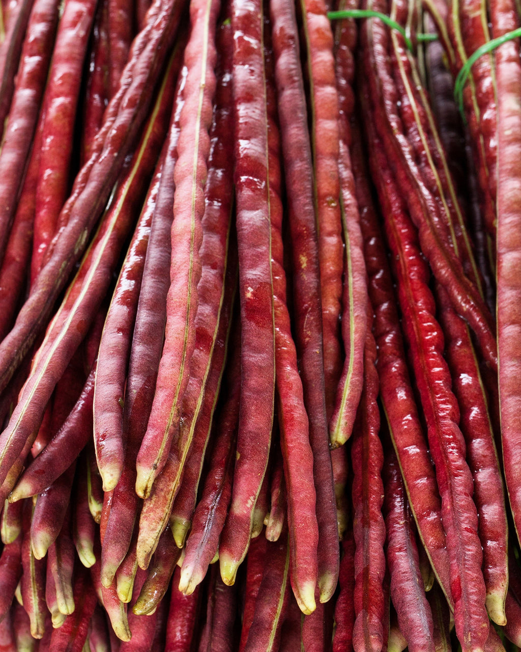 Netre Bhena 25 RED NOODLE BEAN Yard Long Asparagus Bean Chinese Phaseolus Vulgaris ...
