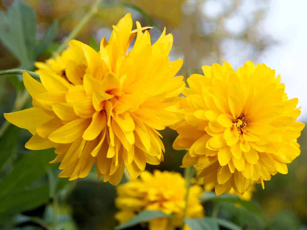 50 SUMMER SUN SUNDROPS Yellow Heliopsis Scabra False Sunflower Flower Seeds