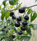 50 BLACK CHERRY TOMATO Black Skin Sweet Round Lycopersicon Fruit Vegetable Seeds