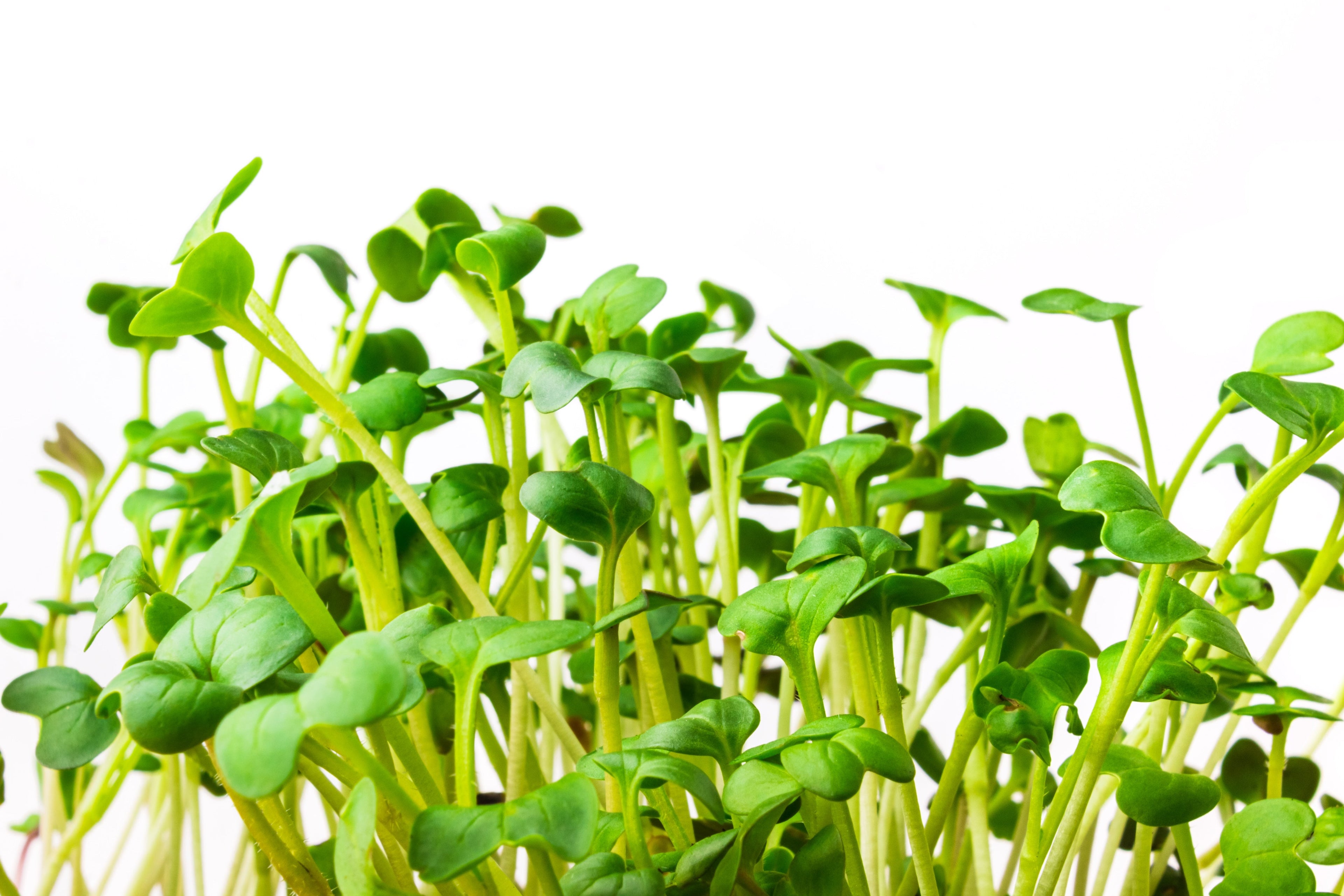 500 JAPANESE MINOWASE RADISH Huge Daikon White Raphanus Sativus Vegetable Seeds