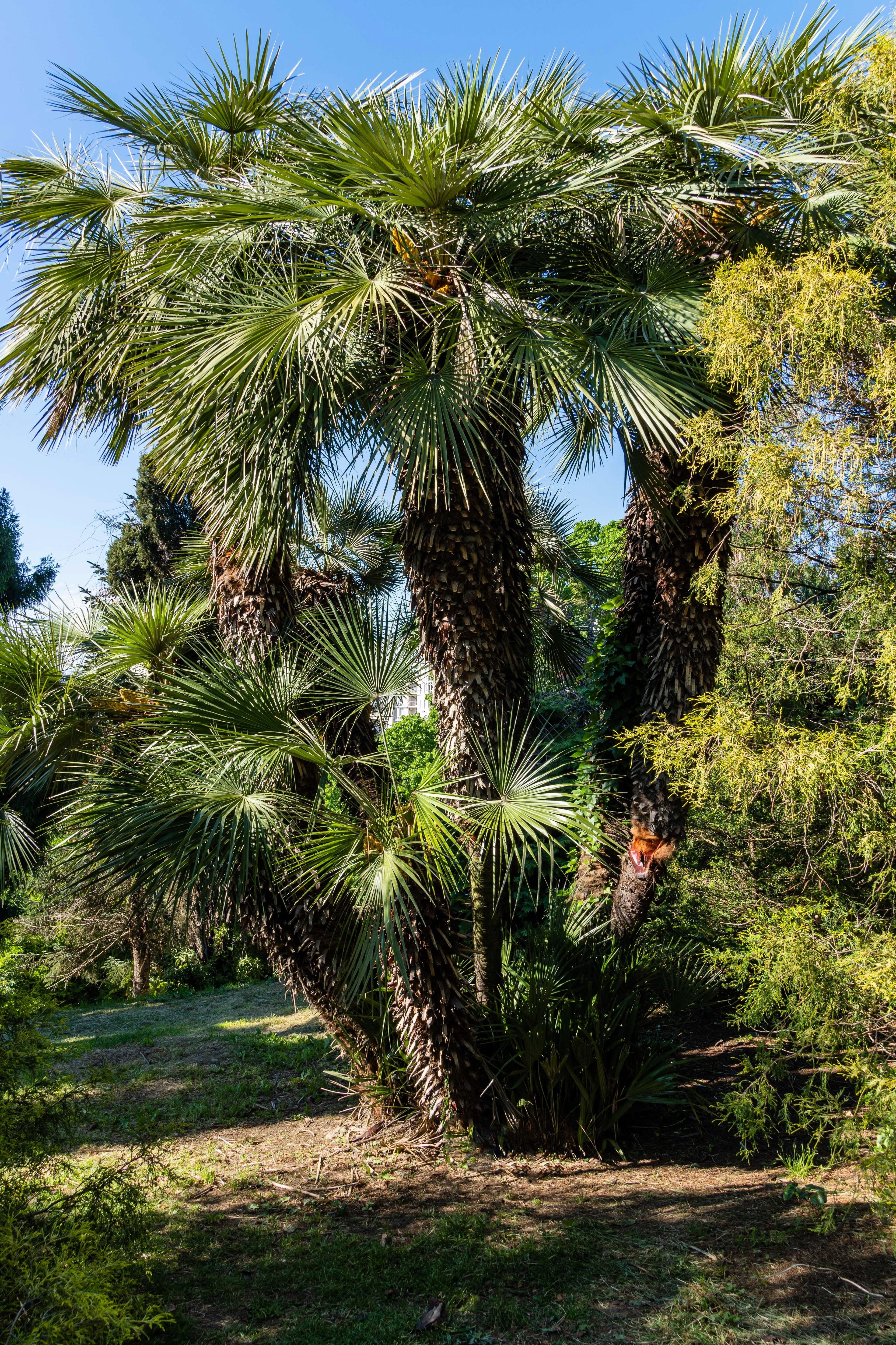 5 COMMON WINDMILL PALM Trachycarpus Fortunei Hardy Chusan Palm Tree Sun Shade Houseplant Seeds