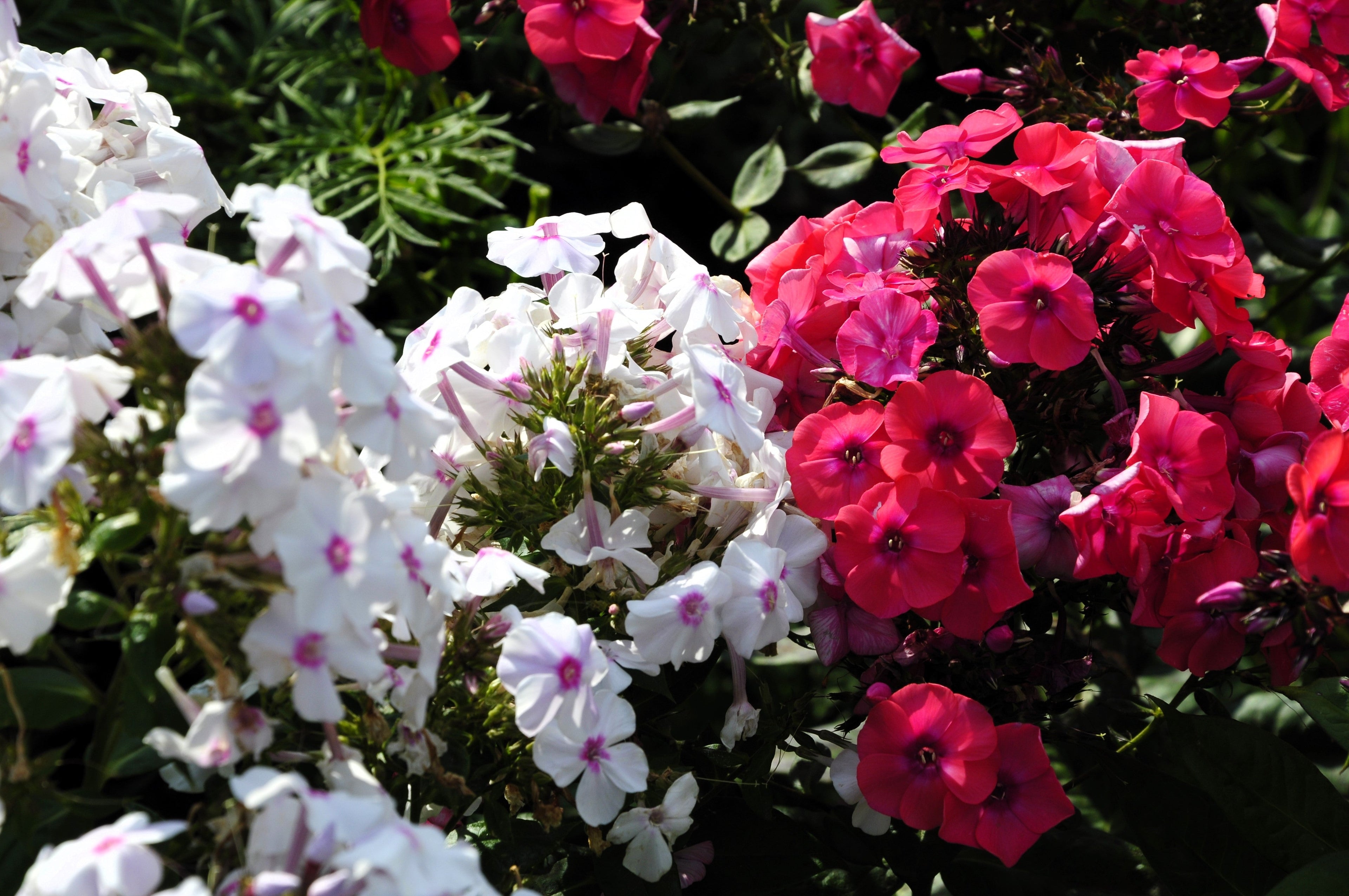 20 MEADOW PHLOX Maculata Mixed Colors Wild Sweet William Native Hummingbird Flower Seeds