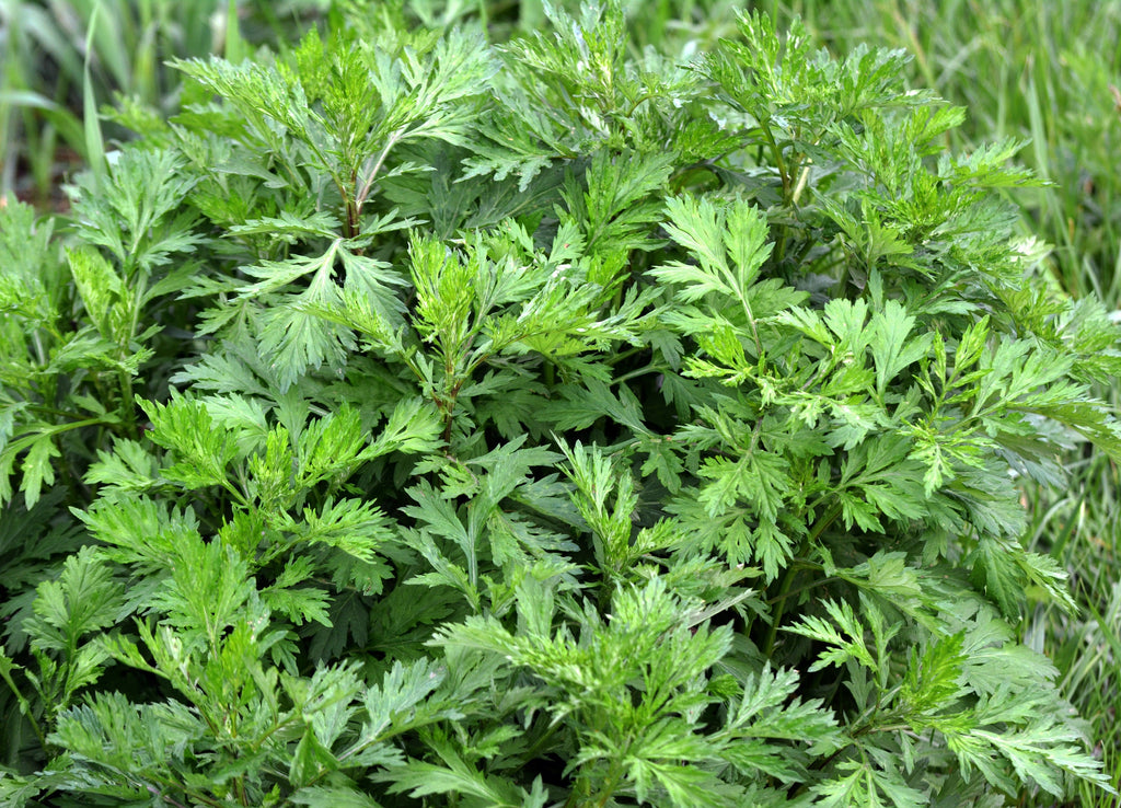 1000 COMMON MUGWORT Artemisia Vulgaris Wild Wormwood Herb Yellow Red Flower Seeds
