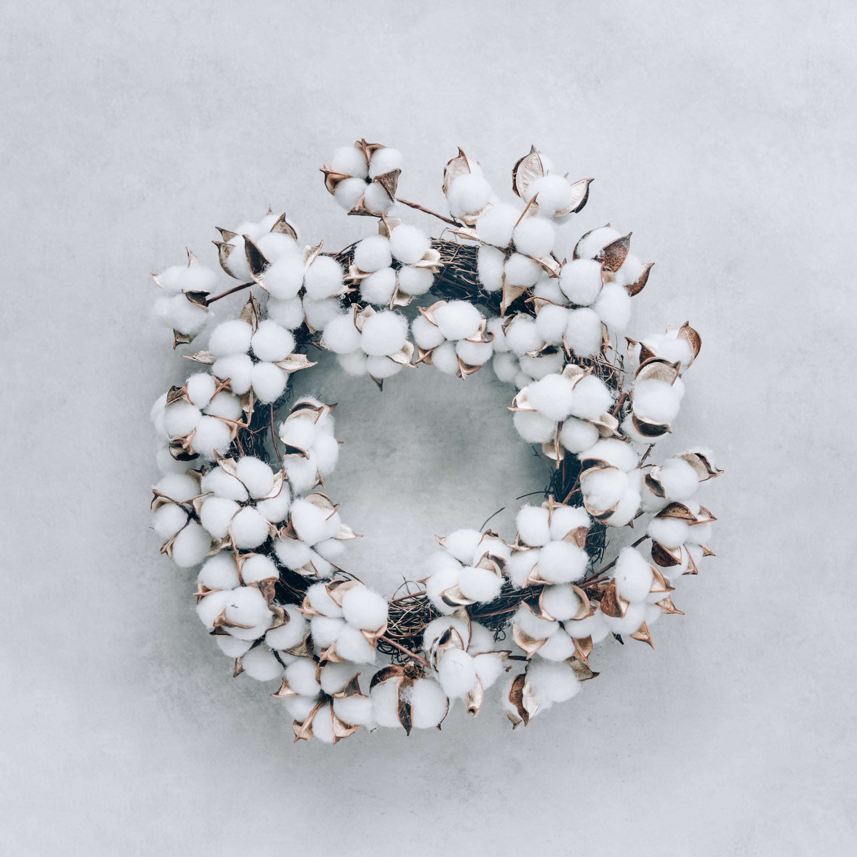 25 WHITE COTTON Gossypium Hirsutum Plant Seeds