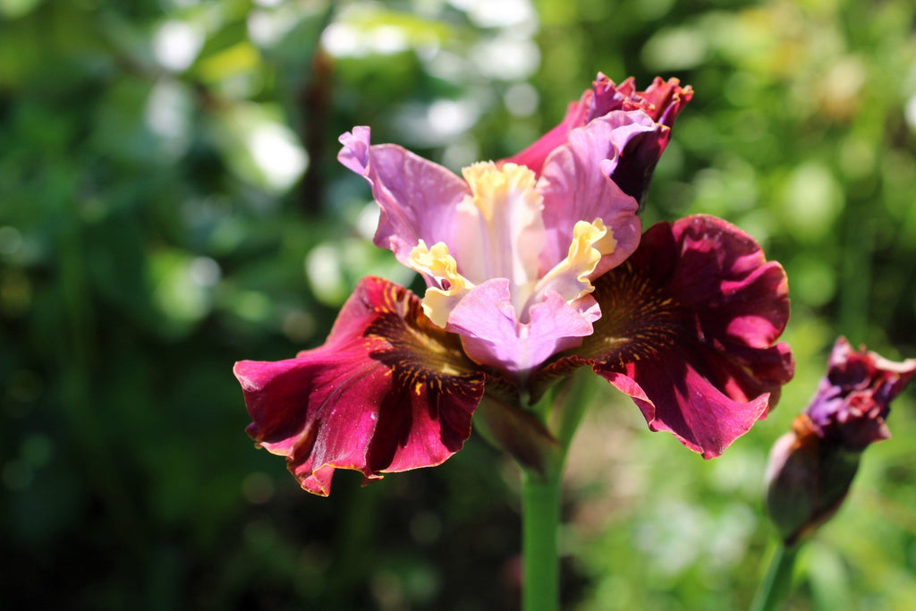 20 MIXED SIBERIAN IRIS Sibirica Iris Bicolor Blue Red White Yellow Purple Siberian Flag Flower Seeds