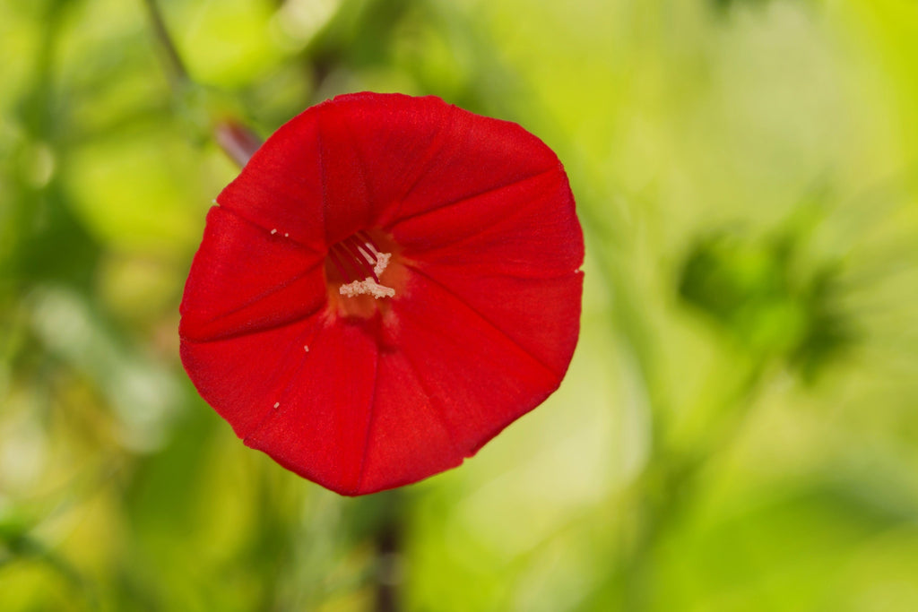 30 CARDINAL CLIMBER VINE Ipomea Quamoclit Red Flower Seeds