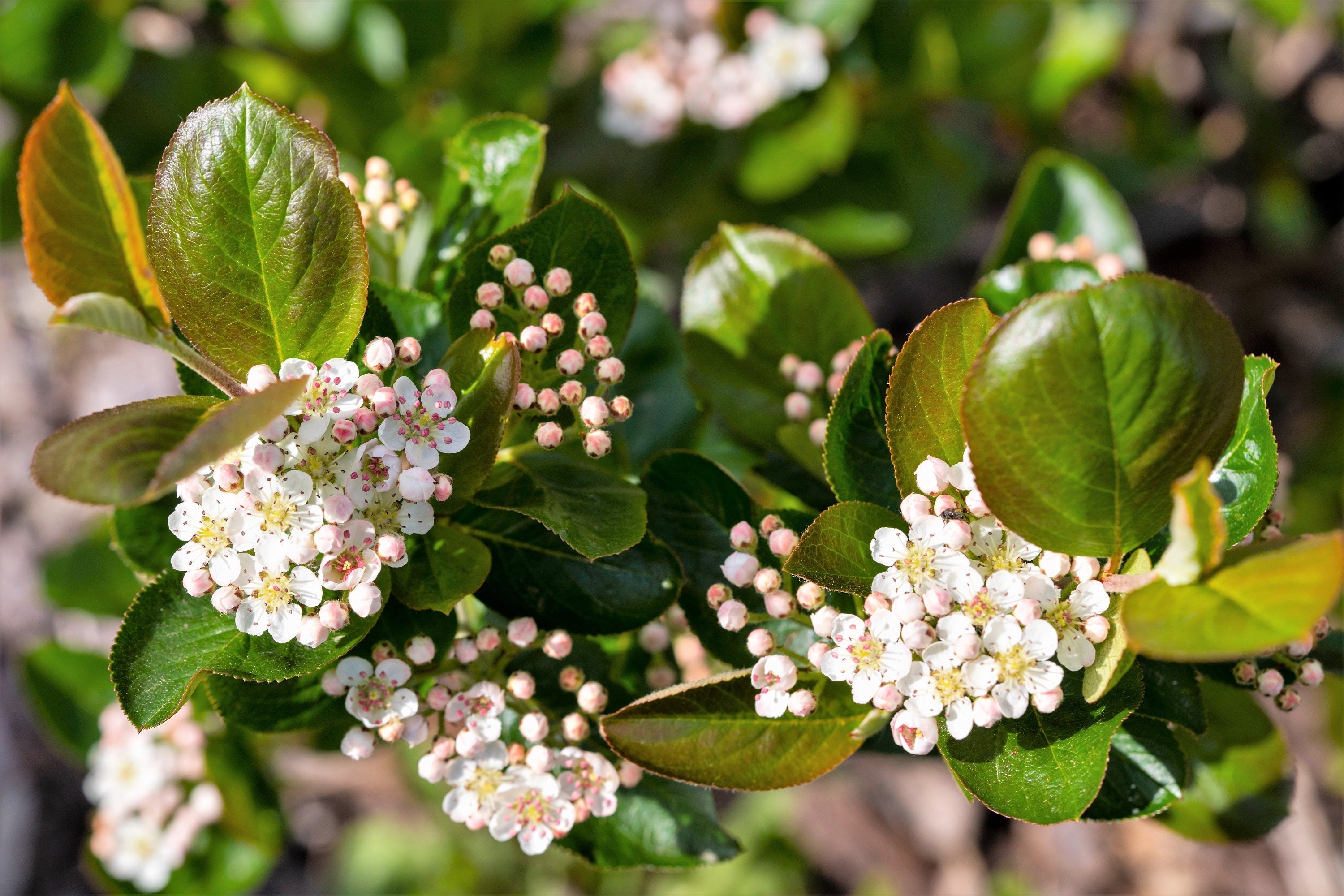 50 BLACK CHOKEBERRY Aronia Melanocarpa White Flower Fruit Shrub Seeds