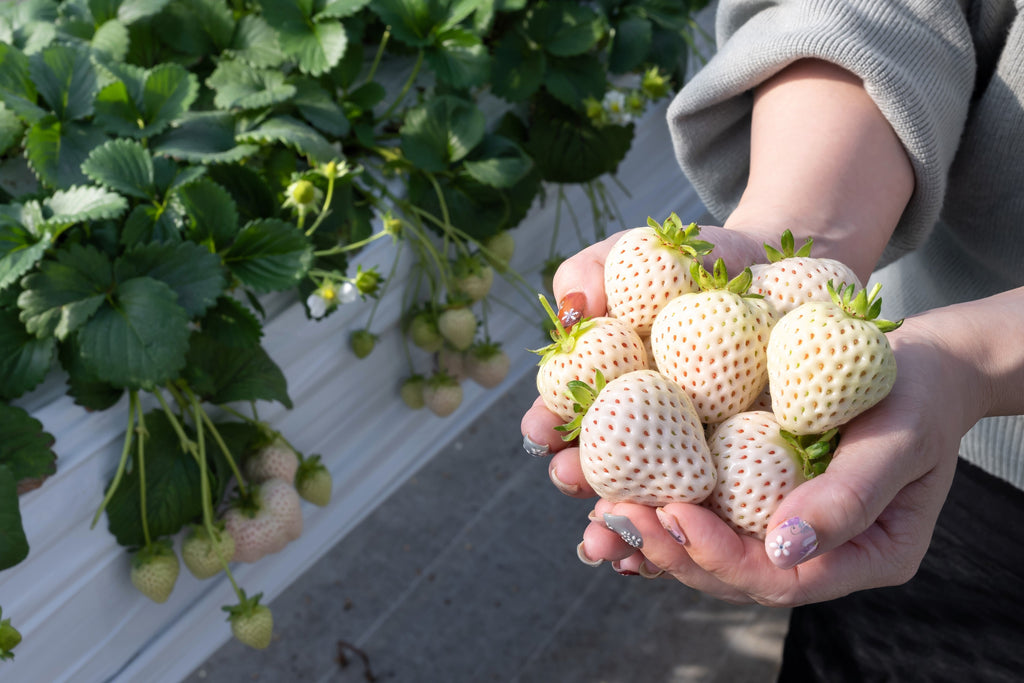 100 WHITE SOUL STRAWBERRY Fragaria Vesca Fruit Flower Berry Seeds
