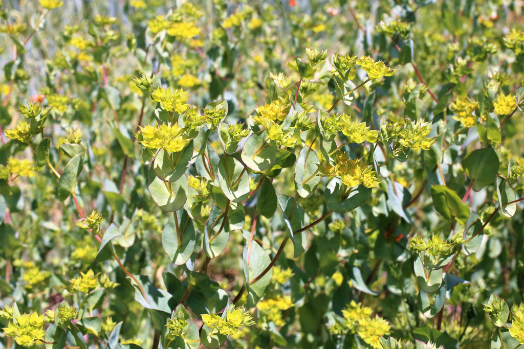 100 GREEN GOLD BUPLEURUM Griffithii Rotundifolium Hares Ear Thoroughwax Flower Seeds