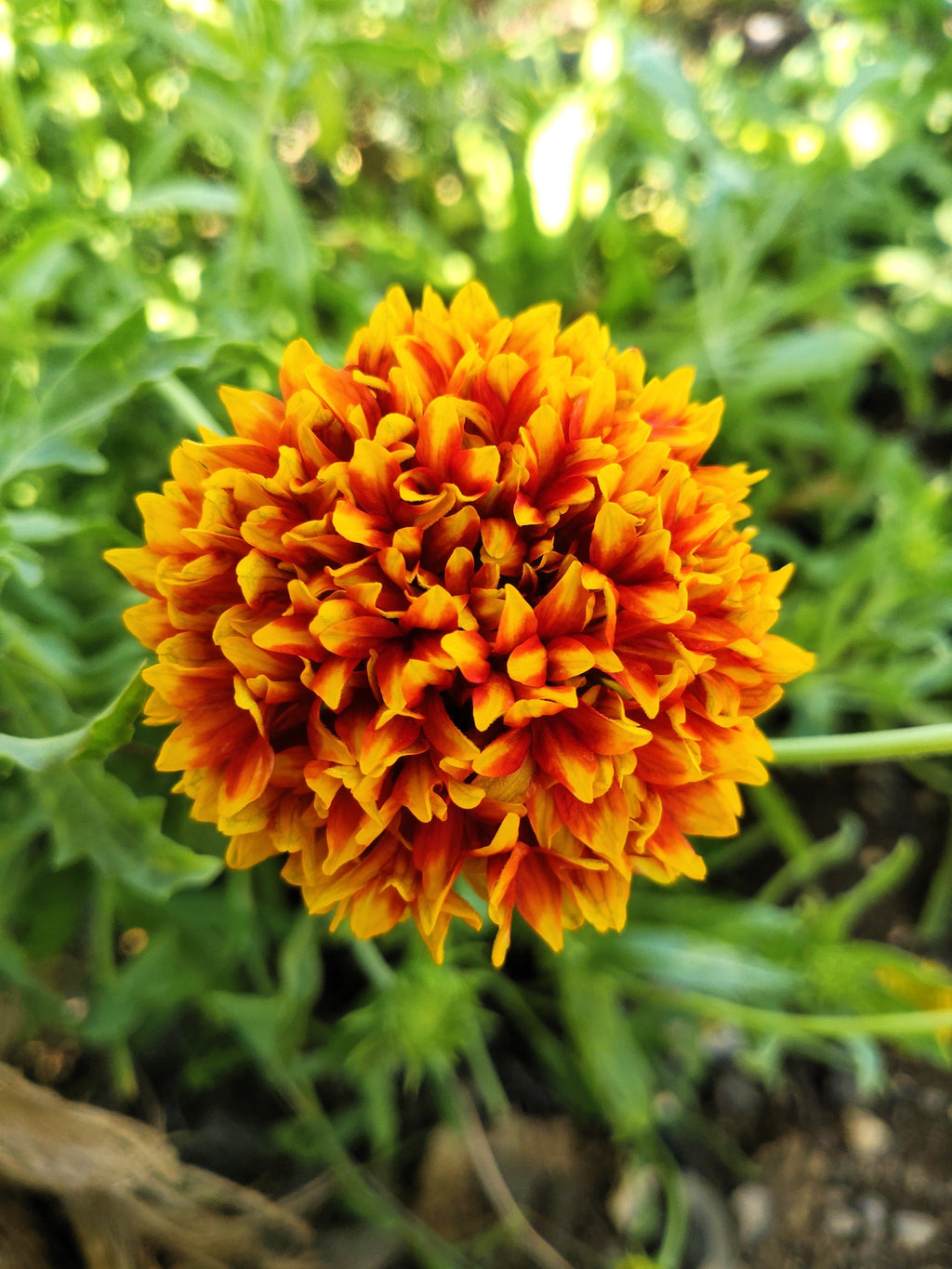 30 SUNDANCE BICOLOR GAILLARDIA Pulchella Indian Blanket Flower Seeds