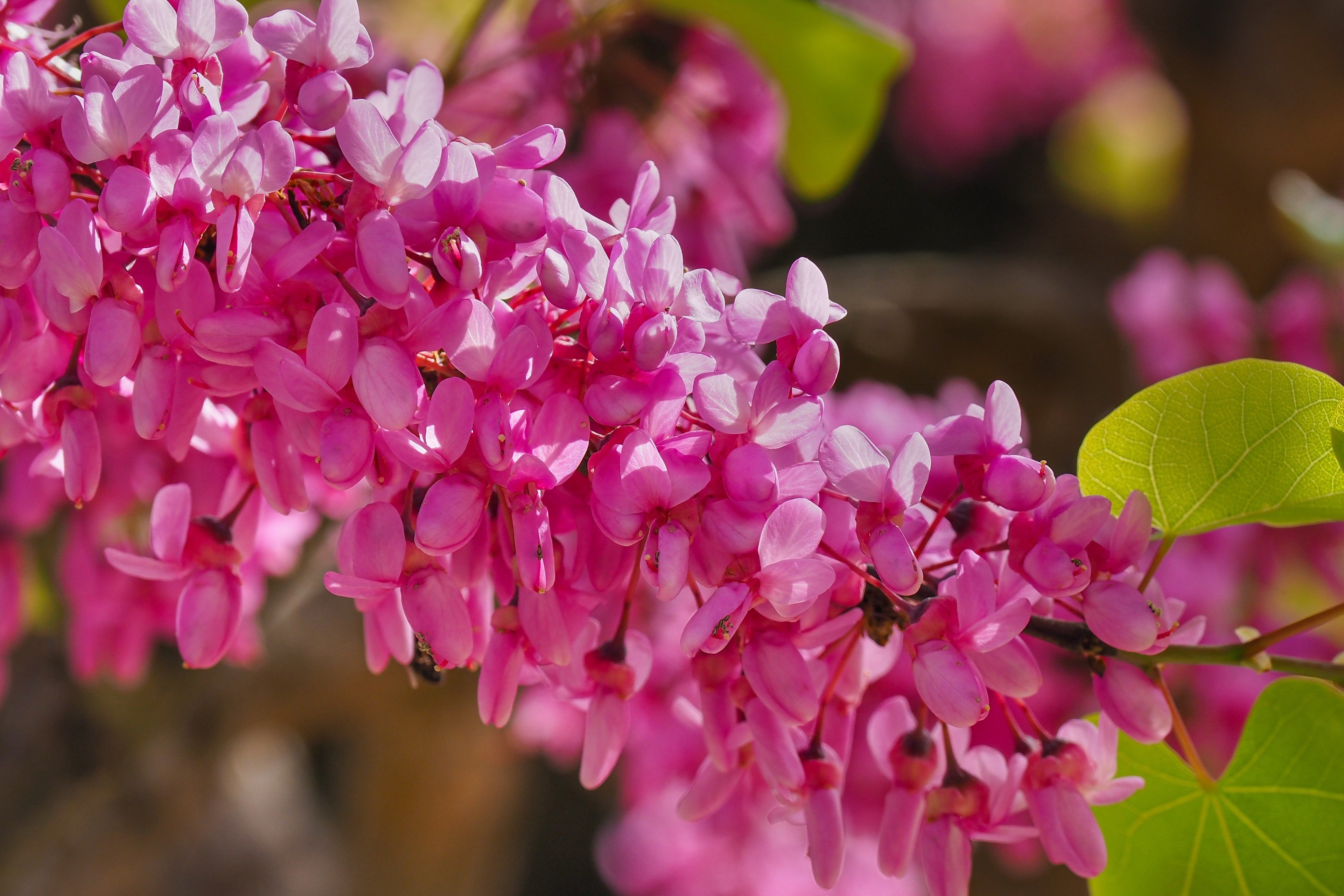 40 CHINESE REDBUD Cercis Chinensis Shrub Small Tree Pink Purple Flower Seeds