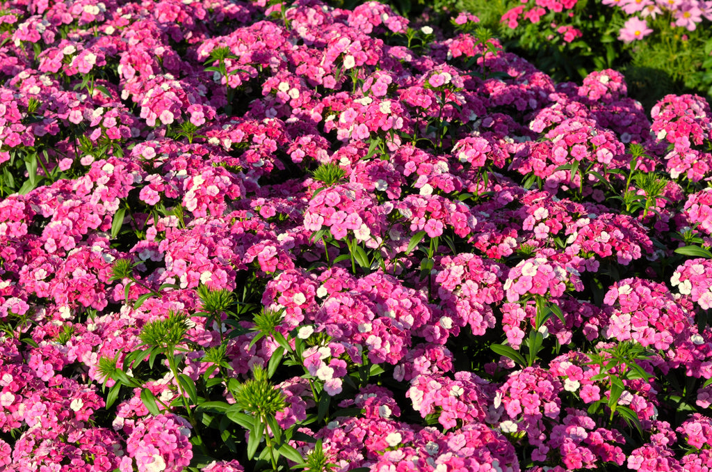100 BRILLIANT PHLOX Drummondii Two Tone Pink Flower Seeds