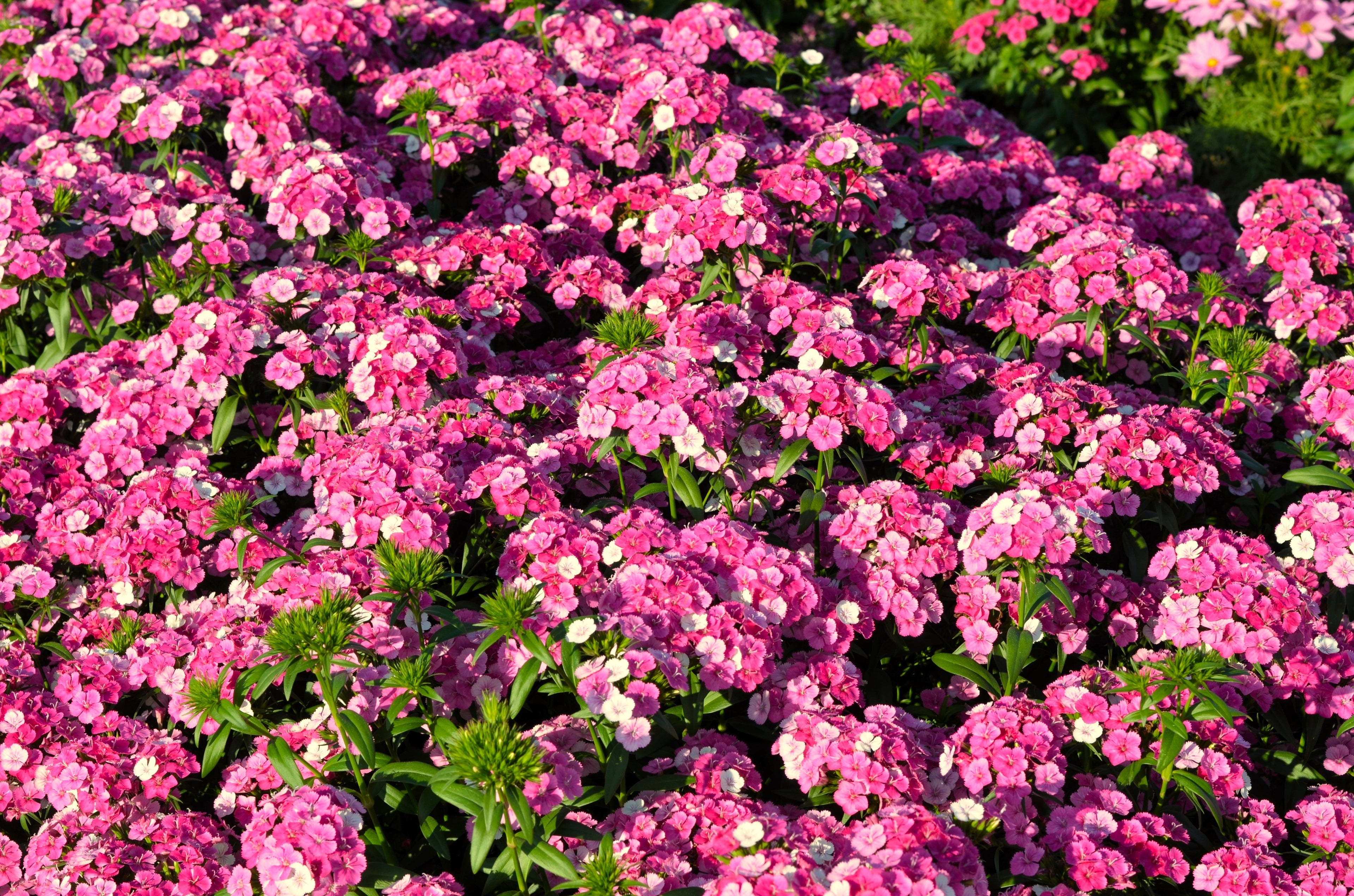 100 BRILLIANT PHLOX Drummondii Two Tone Pink Flower Seeds