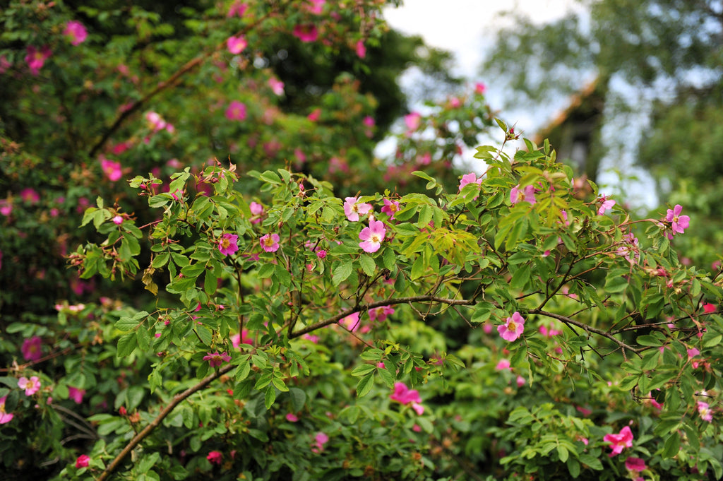 10 Pink CINNAMON ROSE Bush Amur Rosa Davurica Fragrant Flower Seeds