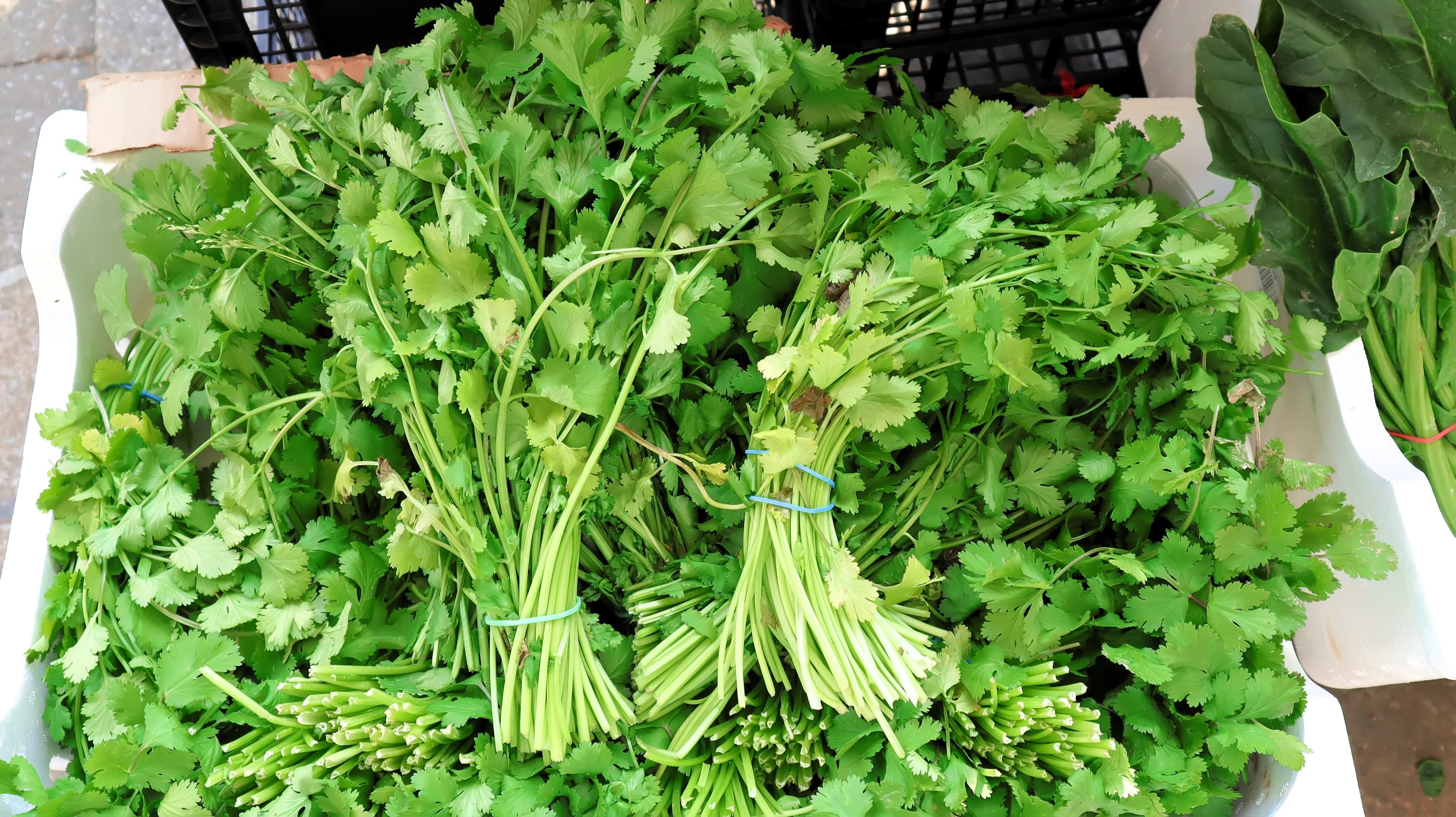 2000 Cutting LEAF CELERY Apium Graveolens Secalinum European Chinese Herb Seeds