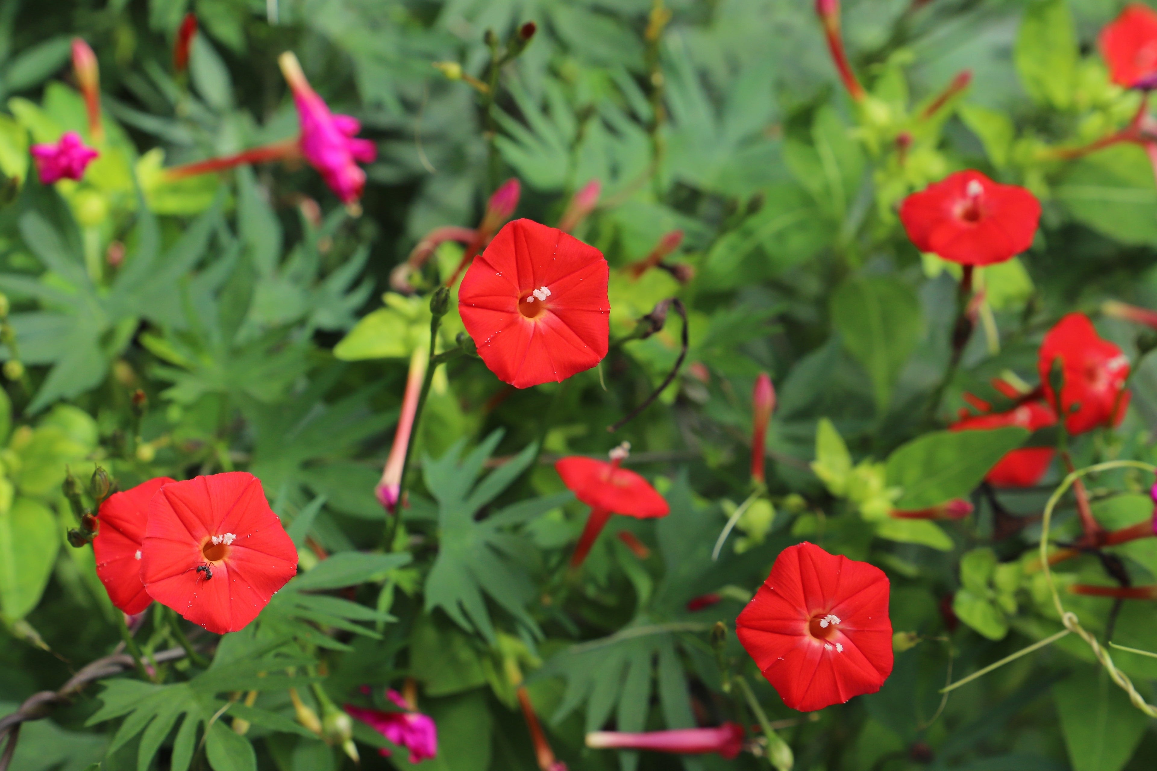 30 CARDINAL CLIMBER VINE Ipomea Quamoclit Red Flower Seeds