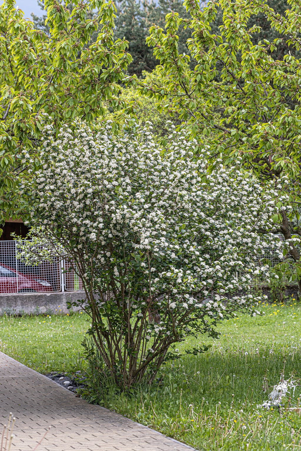 50 BLACK CHOKEBERRY Aronia Melanocarpa White Flower Fruit Shrub Seeds