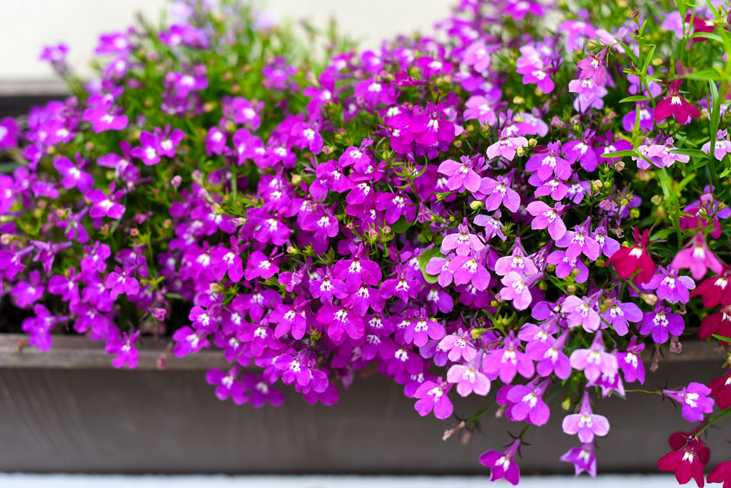 200 ROSAMOND LOBELIA Erinus Carmine Red & White Flower Seeds