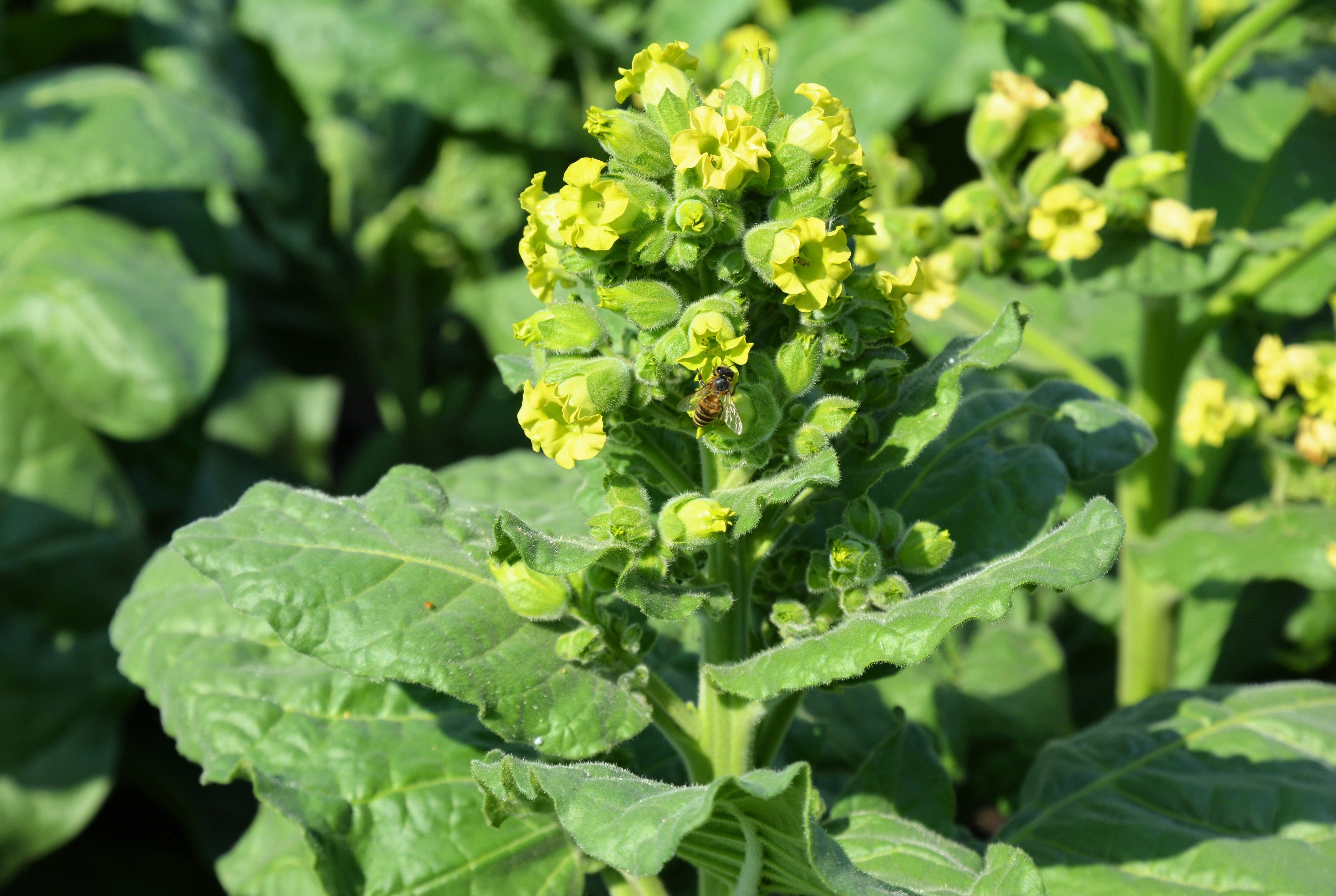 250 AZTEC TOBACCO Midewiwan Sacred Nicotiana Rustica Yellow Flower Herb Seeds