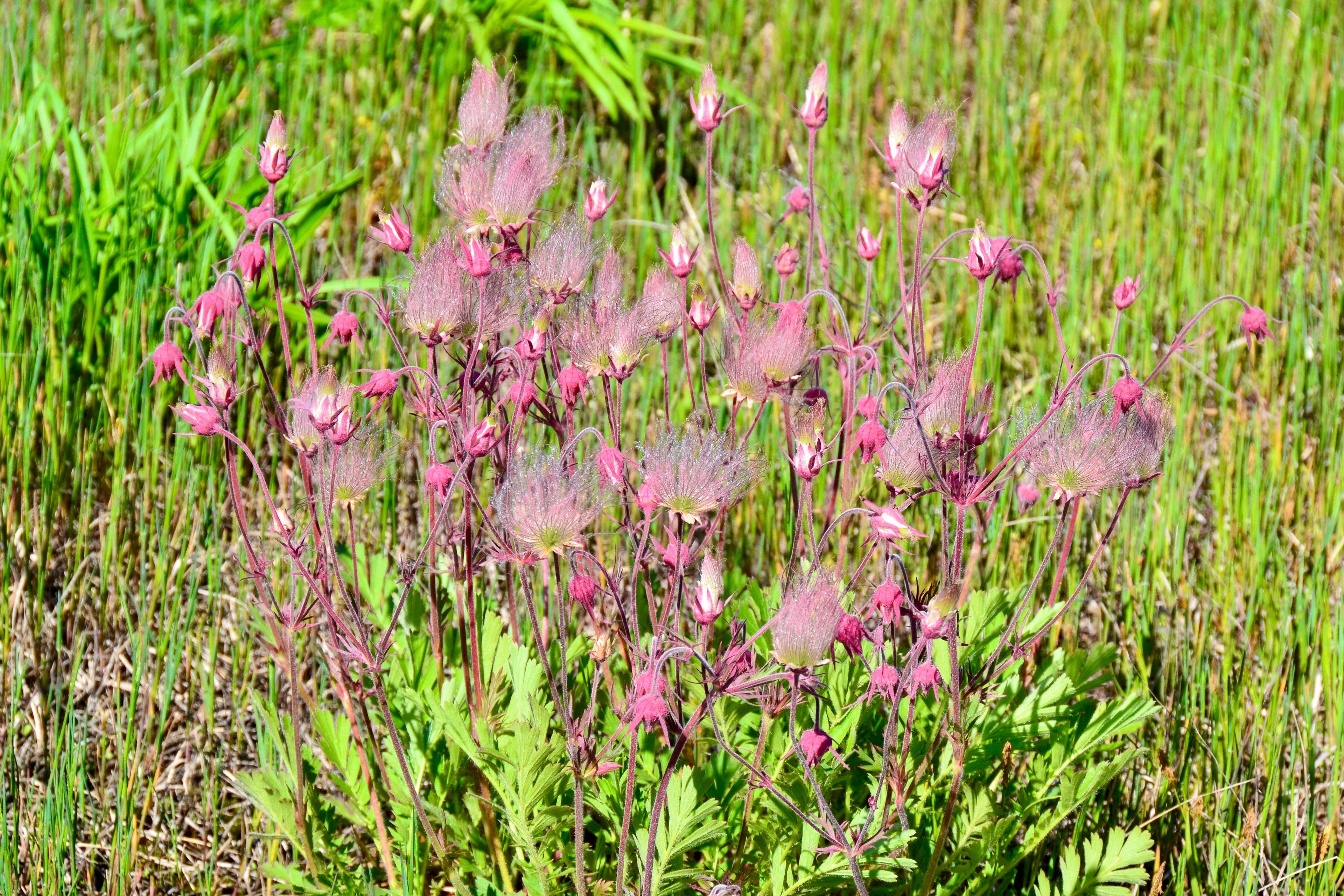 25 PRAIRIE SMOKE Geum Triflorum Purple Prairie Avens Pink Flower Seeds