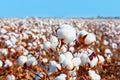 25 WHITE COTTON Gossypium Hirsutum Plant Seeds