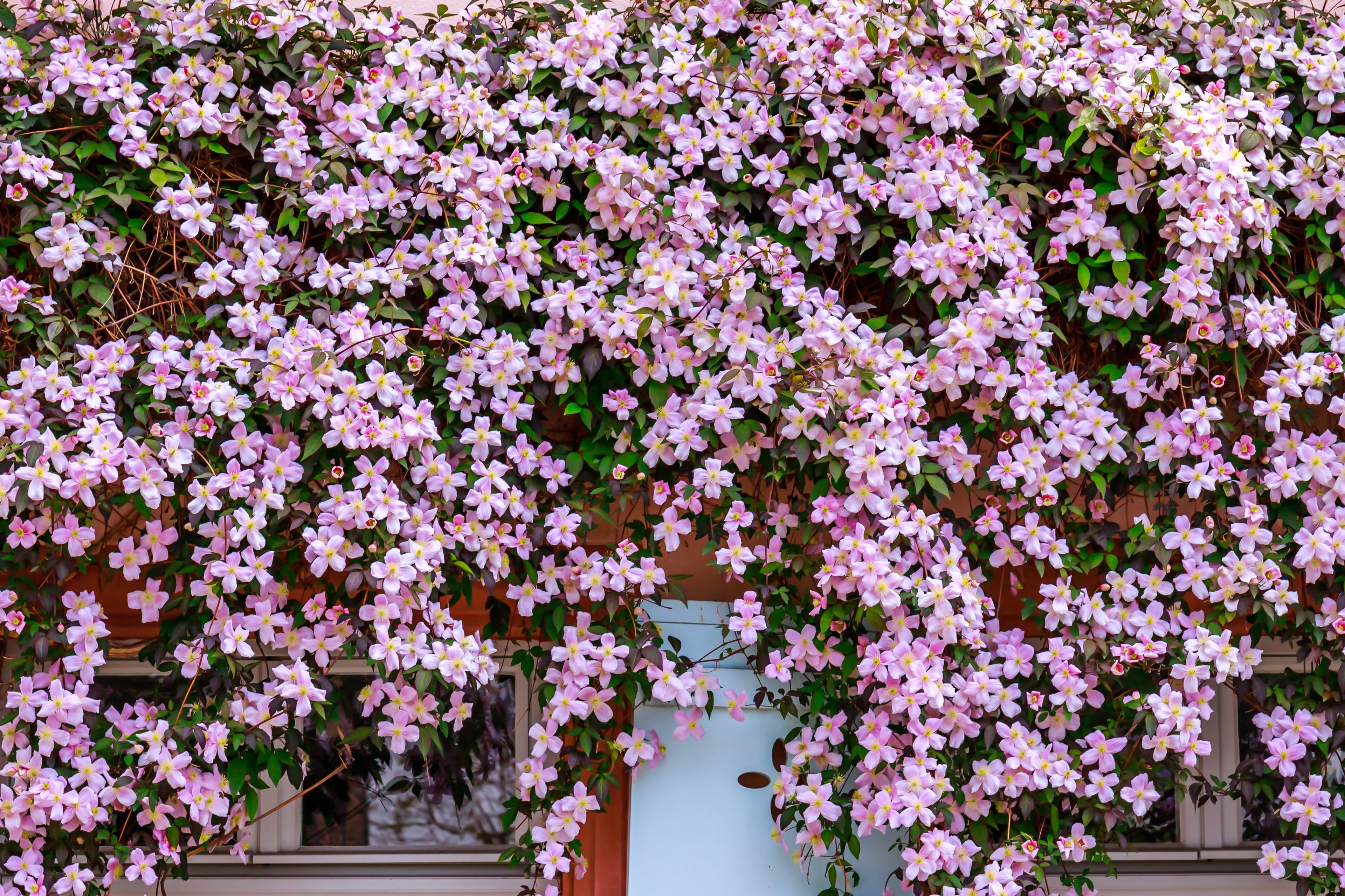 10 MIXED HYBRID CLEMATIS Hybrida Red Purple Pink Blue Bicolor Flower Vine Seeds