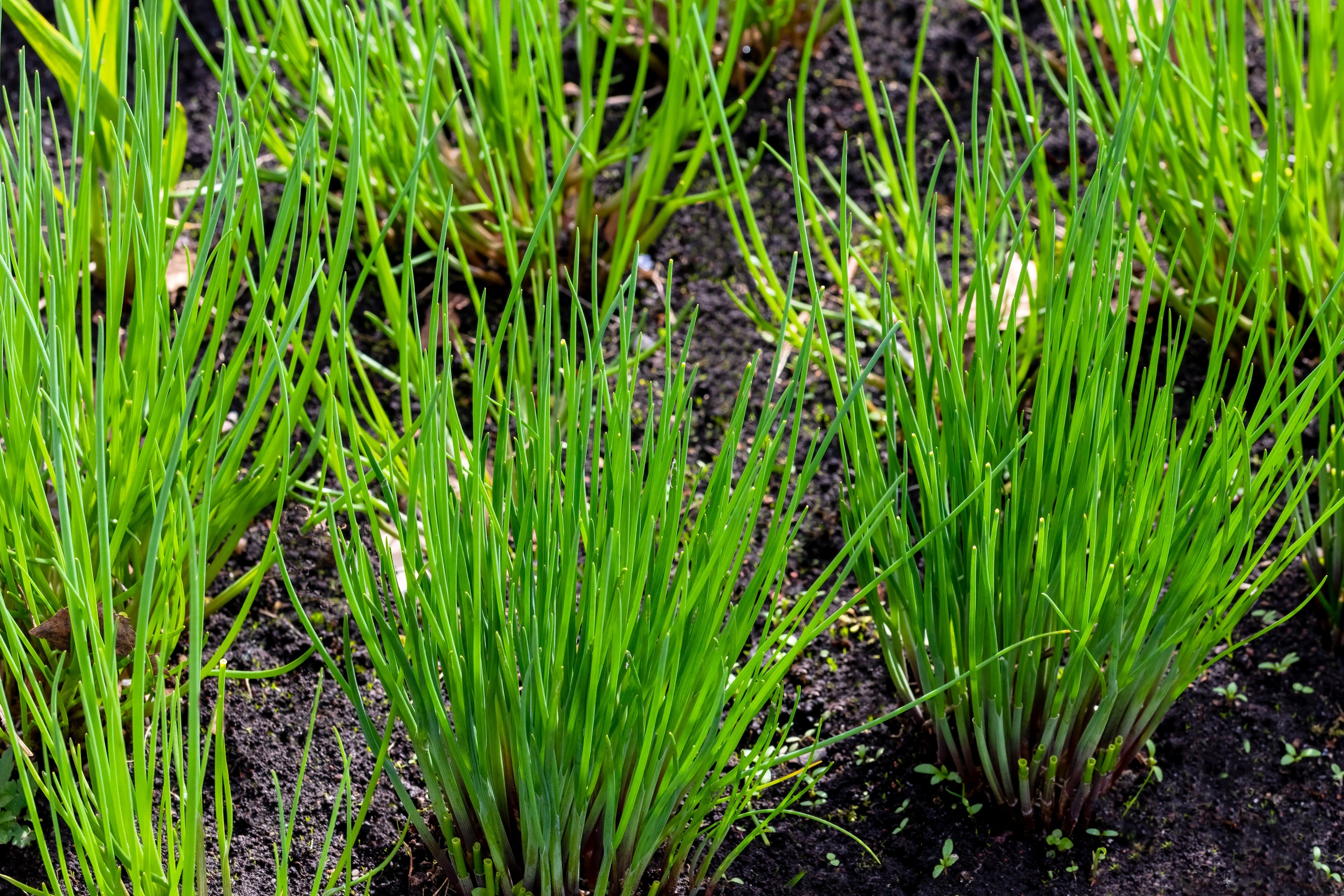 500 CHIVE Allium Schoenoprasum Purple Flowering Vegetable Herb Seeds