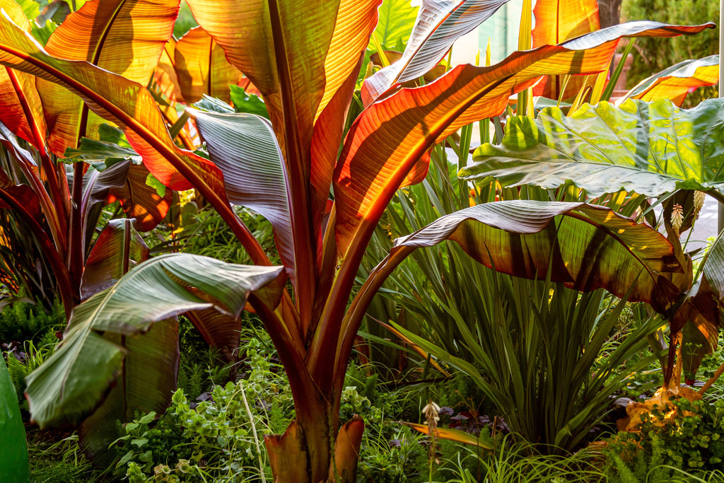5 RED ABYSSINIAN BANANA Musa Ensete Ventricosum Flowering Fruit Tree Seeds