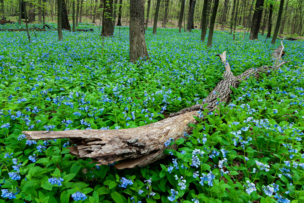 20 VIRGINIA BLUEBELLS True Blue & Pink Mertensia Virginica Flower Seeds
