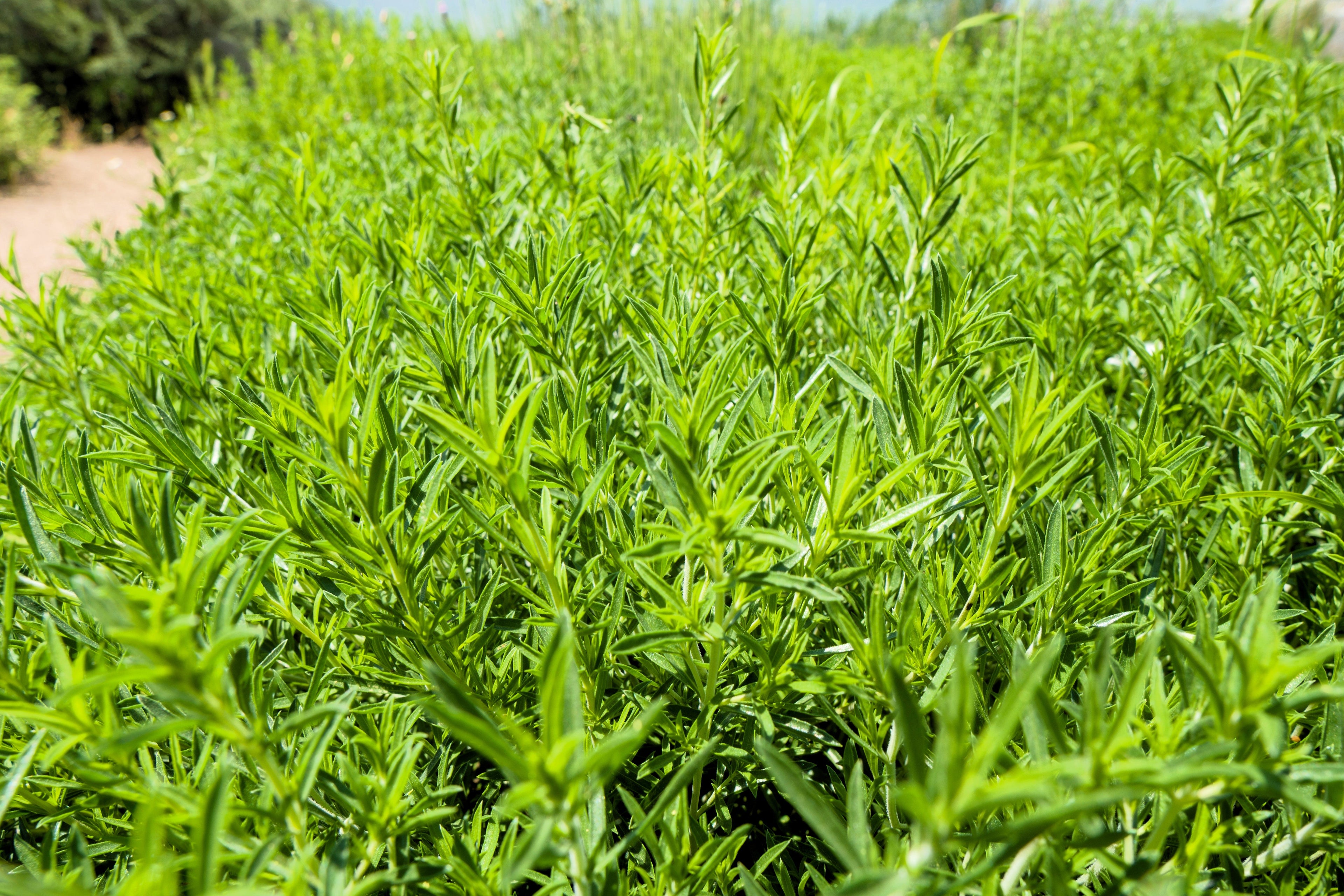 3000 SUMMER SAVORY Satureja Hortensis Herb Purple Flower Seeds