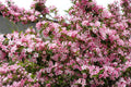 50 OLD FASHIONED WEIGELA Florida Bush Shrub Flower Seeds