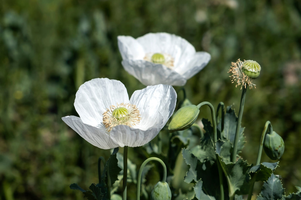 250 PERSIAN WHITE POPPY Papaver Somniferum Flower Seeds