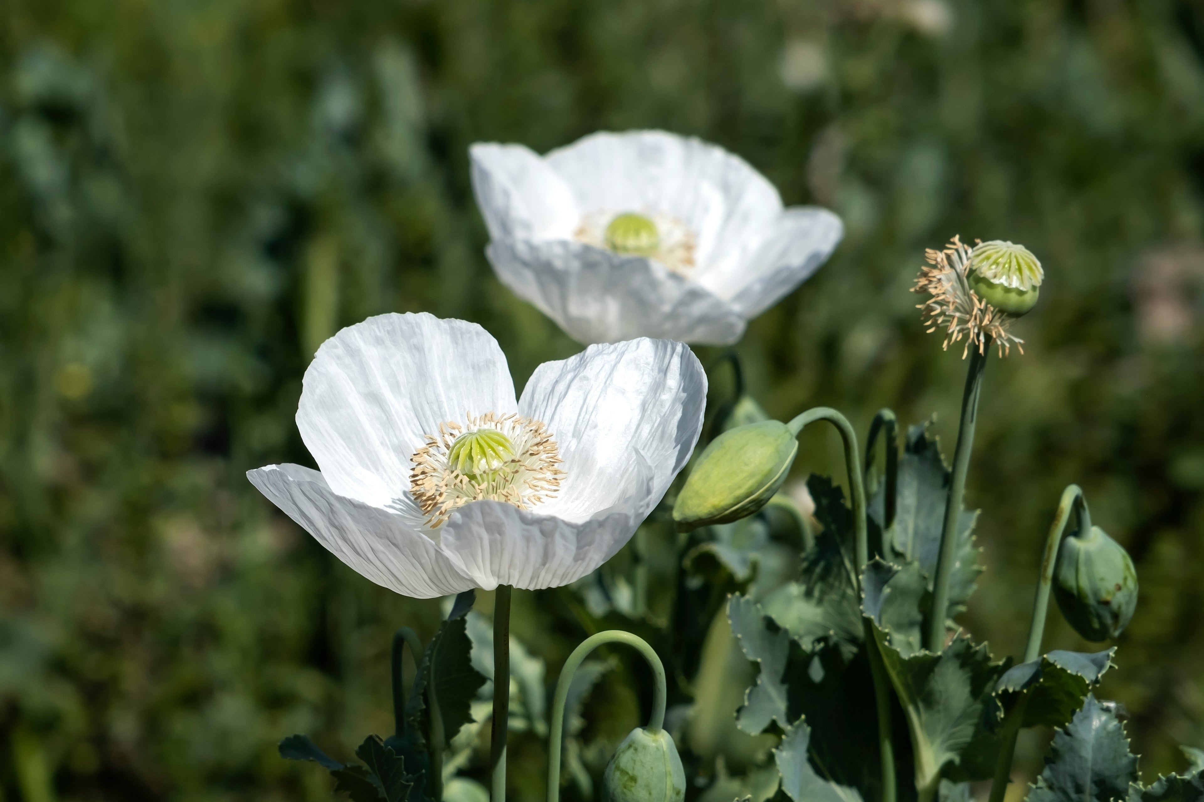 250 PERSIAN WHITE POPPY Papaver Somniferum Flower Seeds