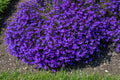 200 CRYSTAL PALACE LOBELIA Regatta Purple Blue Lobelia Erinus Flower Seeds