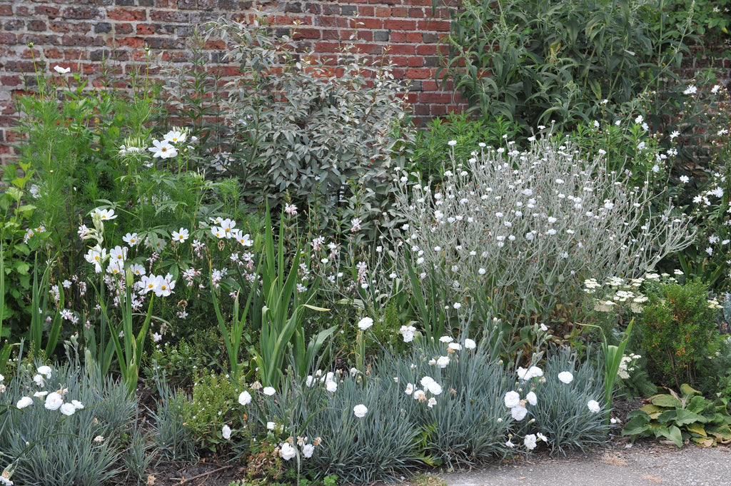 50 WHITE LYCHNIS Coronaria Alba (White Rose Campion / Evening Lychnis / Silene / White Cockle) Flower Seeds