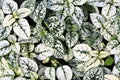 10 Dwarf WHITE POLKA DOT PLANT Splash Select Hypoestes Phyllostachya Flower Houseplant Seeds