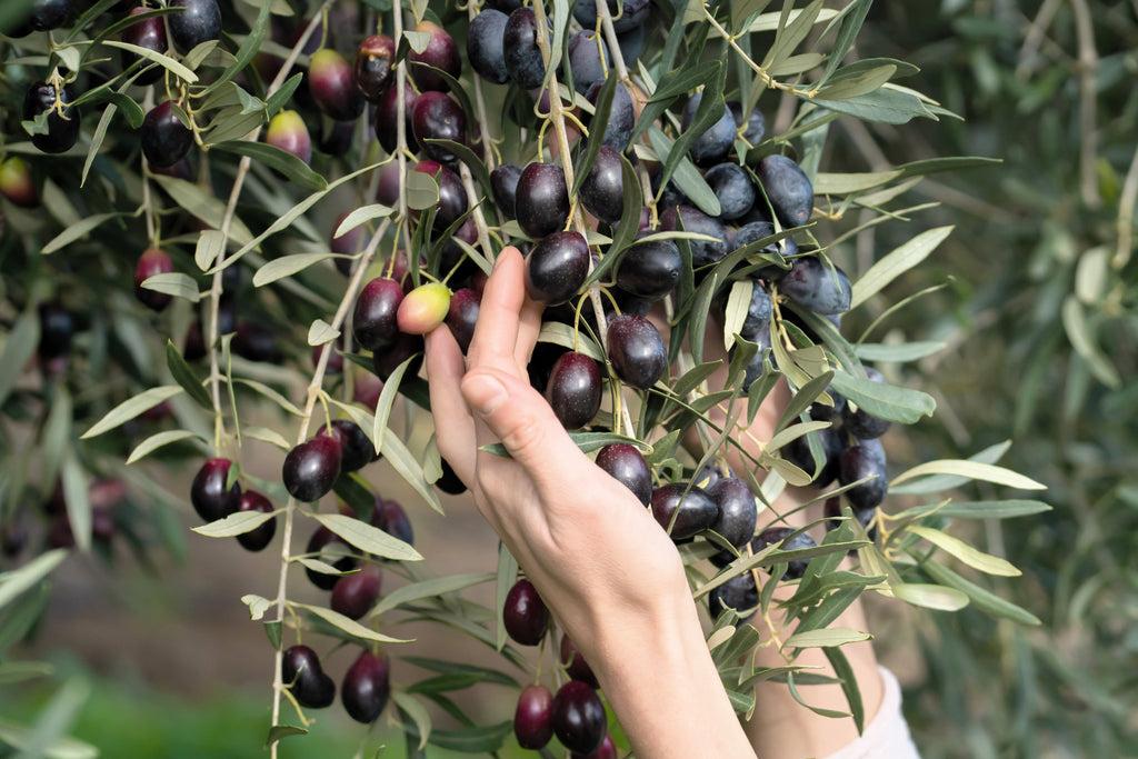 15 EUROPEAN OLIVE TREE Olea Europaea Edible Common Green Black Fruit Seeds