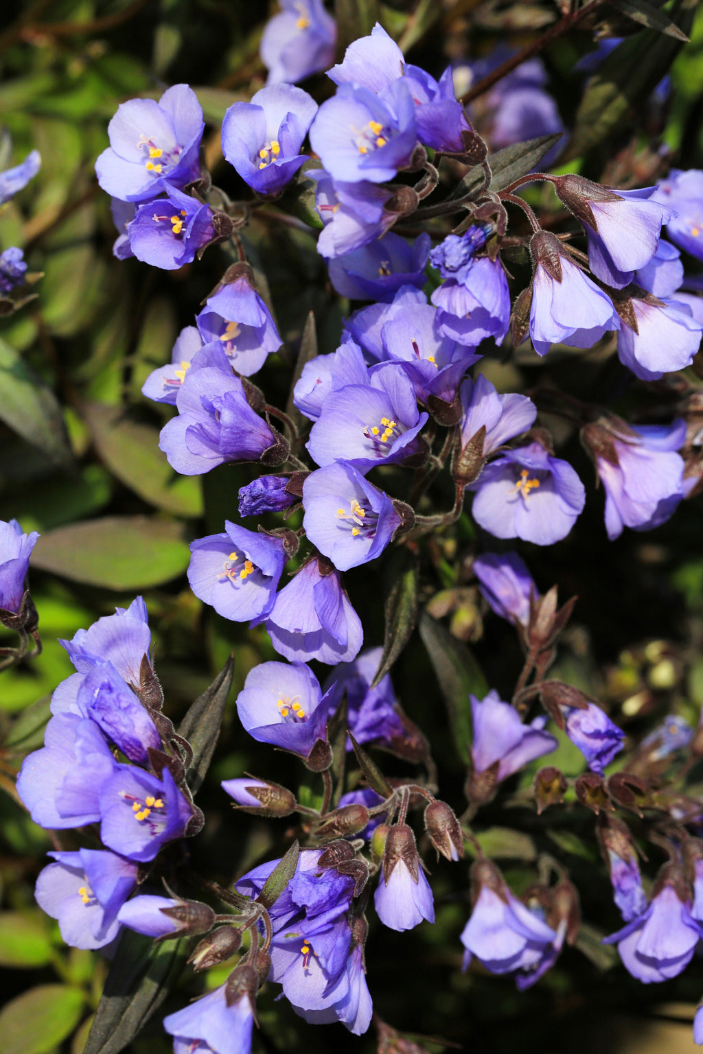 100 BLUE PEARL POLEMONIUM ( Jacobs Ladder ) Polemonium Caeruleum Flower Seeds
