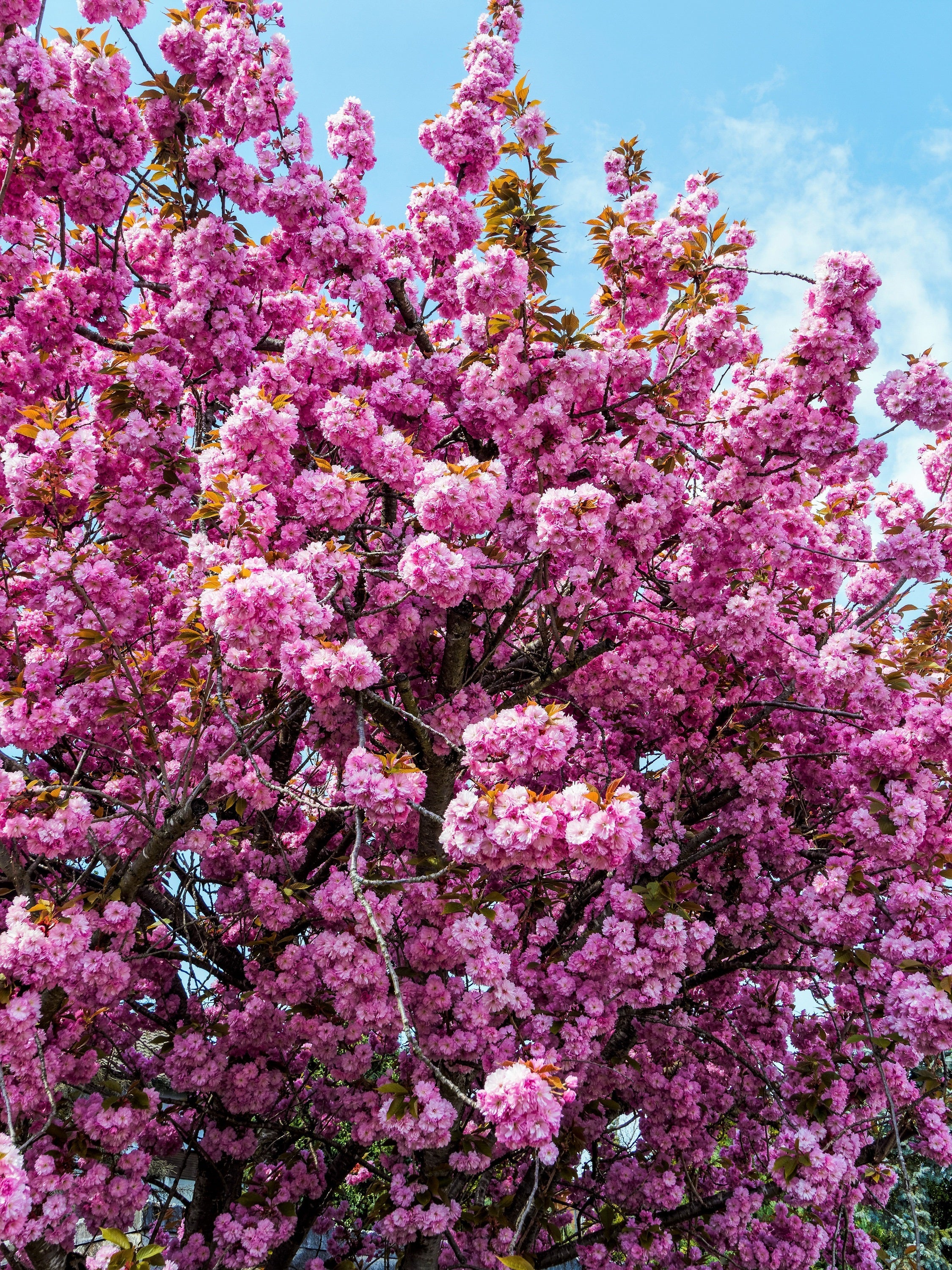 10 JAPANESE FLOWERING CHERRY Tree Oriental Prunus Serrulata Flower Seeds