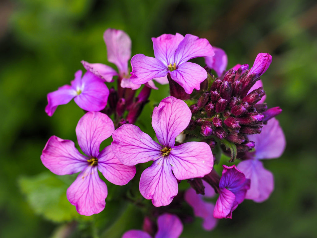 100 LUNARIA Biennis ( MONEY PLANT / Silver Dollar / Honesty / Moonwort / L Annua ) Flower Seeds