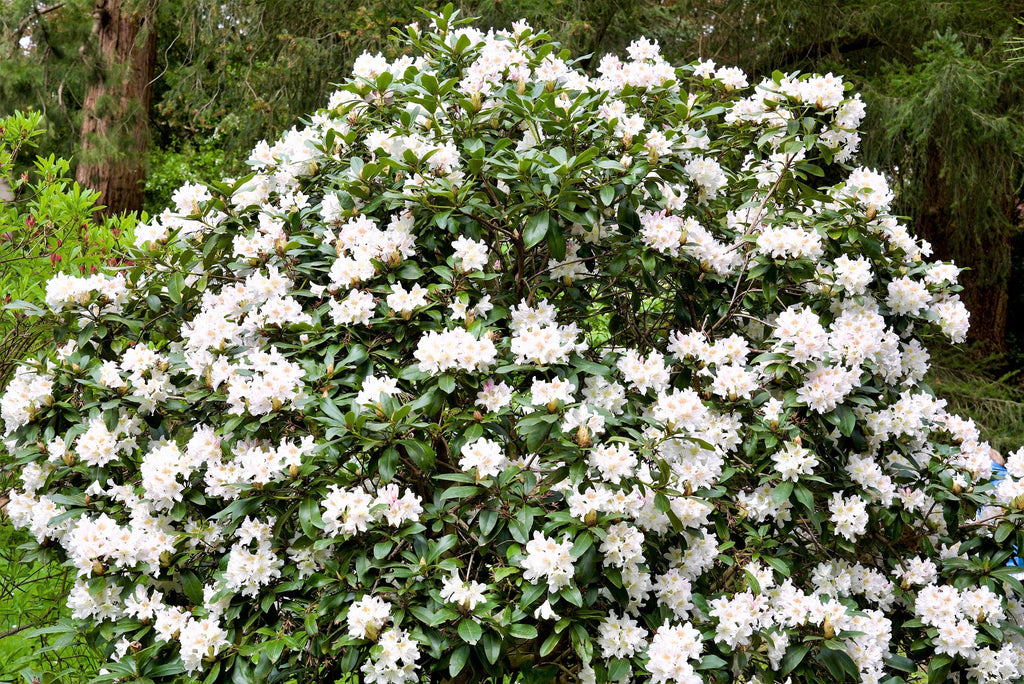 50 MIXED HYBRIDS RHODODENDRON spp. Mixed Colors - Red, Pink, Purple, White, Yellow, Orange Flower Sun or Shade Bush Shrub Seeds