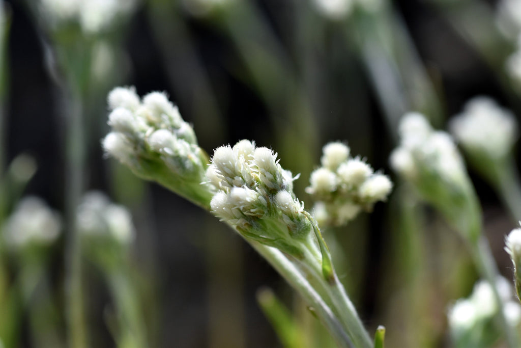150 White PUSSYTOES Cats Paws Antennaria Plantaginifolia Flower Seeds
